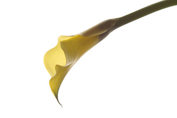 Calla on white