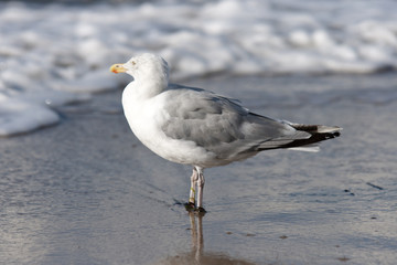 Möwe am Wasser