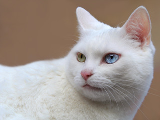 Weiße Katze odd-eyed