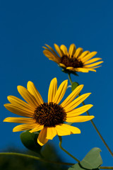 summer flowers against blue sky