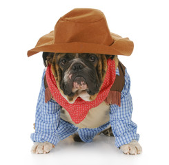 dog dressed up like a cowboy