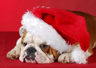 dog dressed up like santa