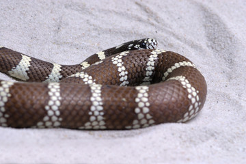 Boa constrictor snake, nature animal photo