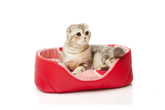 Cat sitting in the cat mat on white background