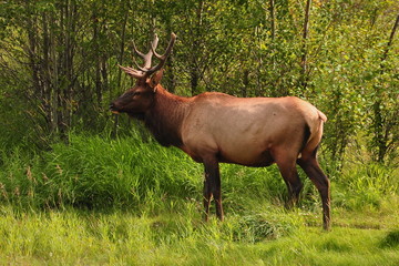 Naklejka na ściany i meble Bull Elk