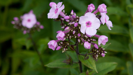 Phlox