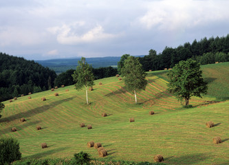 丘の牧場