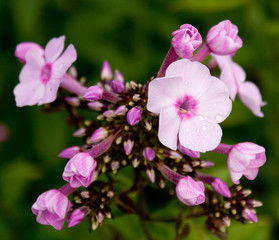 Fototapeta premium Phlox