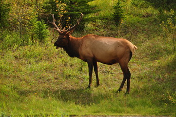 Naklejka na ściany i meble North American Bull Elk