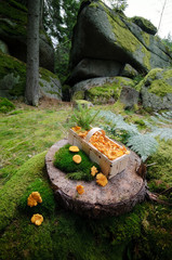 Korb mit Pfifferlingen im Naturwald