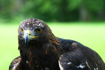 Steinadler