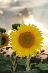 Sunflower at the sunset