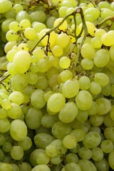 white sweet grapes