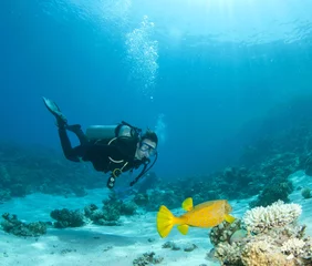 Plexiglas foto achterwand duiker op rif © JonMilnes