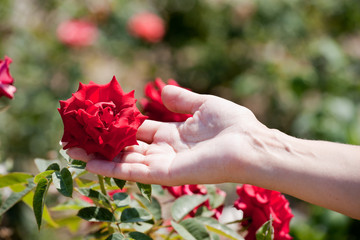 Obraz na płótnie Canvas female hand holds a bright red rose