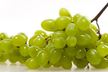 The vine is on a white background