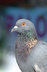 pigeon