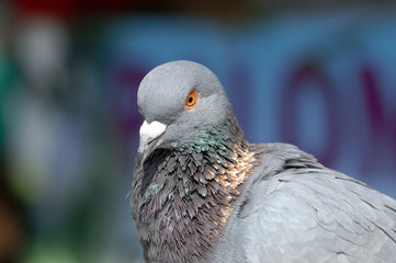 pigeon