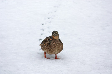 duck leaving footprints in snow