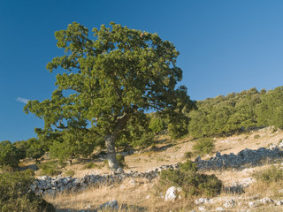 Quercia