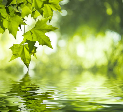 Reflet de feuilles vertes dans l'eau - vert saturé et doux