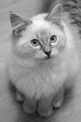 ragdoll kitten from above