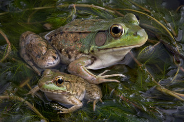 Baby and Adult Bullfrogs
