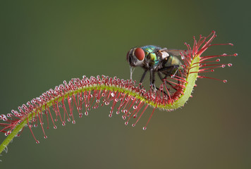 Fly eaten by plant