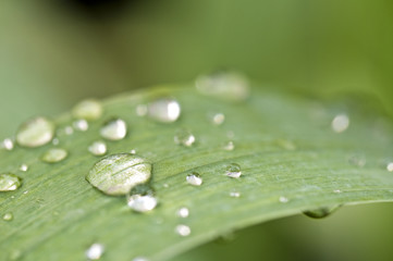 Gouttes de pluie sur une feuille