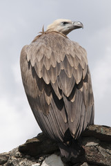Griffon-vulture, Landskron