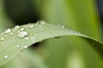 Gouttes de pluie sur une feuille