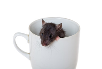 curious rat in a cup