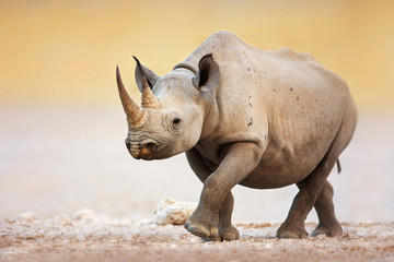 Black Rhinoceros - obrazy, fototapety, plakaty