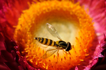 貝殻草にとまる蜂