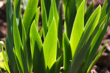 Juicy green grass