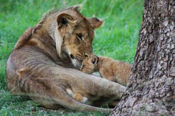 leone con cucciolo