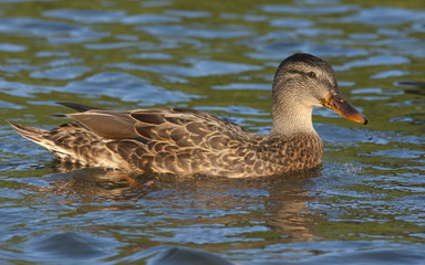 Mallard