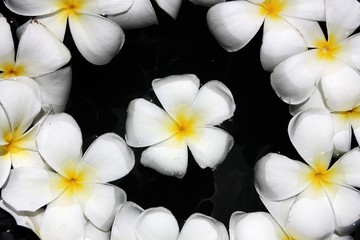 Fototapeta premium Leelawadee flower