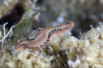 Mediterranean underwater life