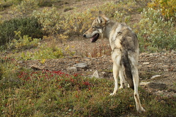 Wolf in der Tundra Alaskas