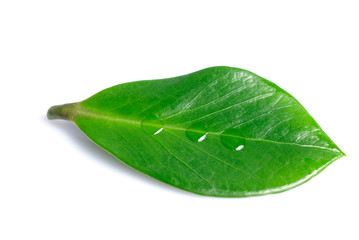 Naklejka na ściany i meble Green leaf isolated