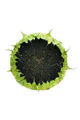 Obraz premium Sunflower with the ripened seeds isolated on a white