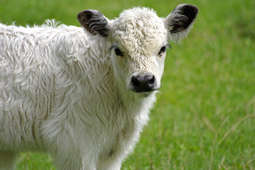 Kleiner Galloway auf der grünen Weide