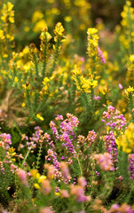 Obraz premium Blossoming heather and gorse in autumn forest