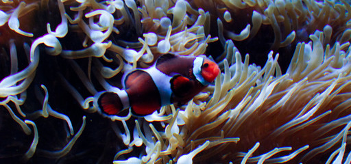 Plakat Anemonefish Clown ryb