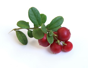 Fresh cowberry