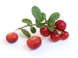 Cowberry