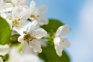 Obraz na płótnie Canvas White cherry blossom