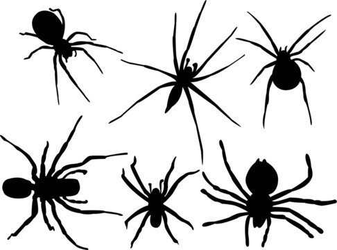 spider collection vector