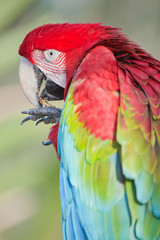 Red Macaw isolated from background